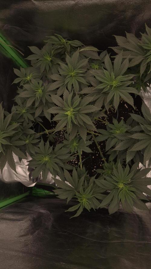 SF-1000. Week 8
