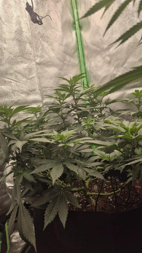 Imperium X(treme purple?). Week 8