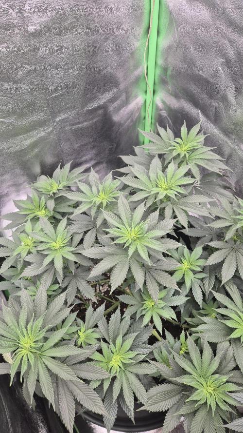 Imperium X(treme purple?). Week 8