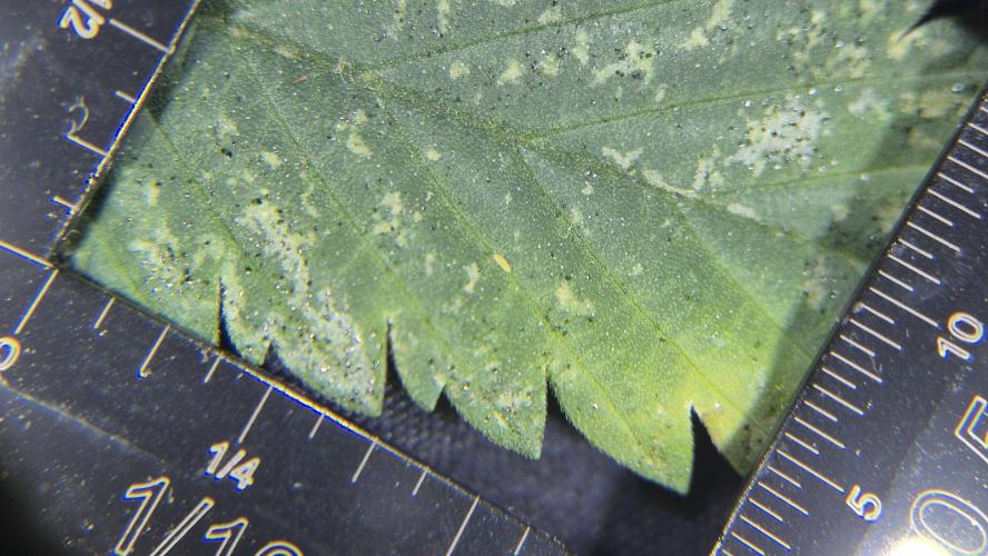 Imperium X(treme purple?). Week 9 - Thrips!!!