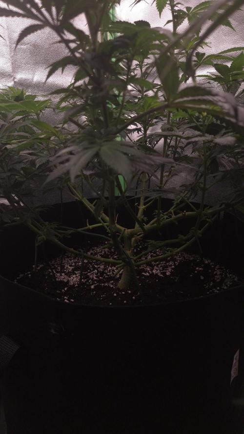 Imperium X(treme purple?). Week 9
