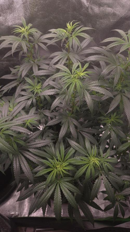 Imperium X(treme purple?). Week 9