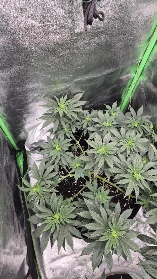 Black Domina. Week 7