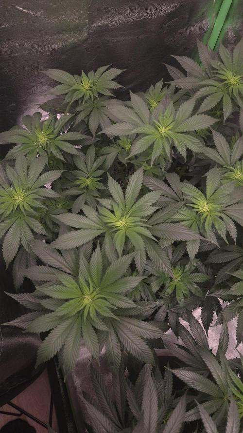 Black Domina. Week 9 - We can see the start of flower here, added nematodes :)