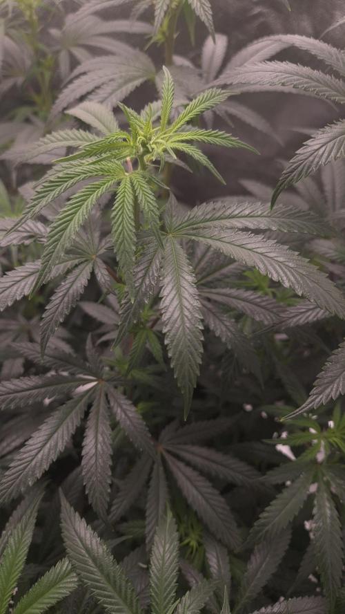 Black Domina. Week 9 - you can see the neem oil effect (The little sheen on the leafs) sprayed it down with water