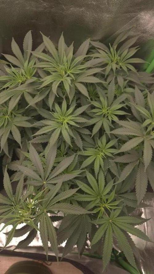 Imperium X(treme purple?). Week 6