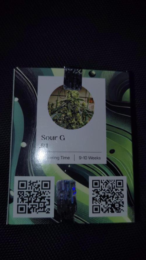 Sour G R1. Week 0