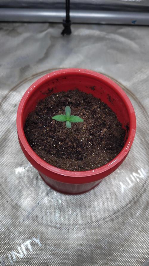 Sour G R1. Week 0