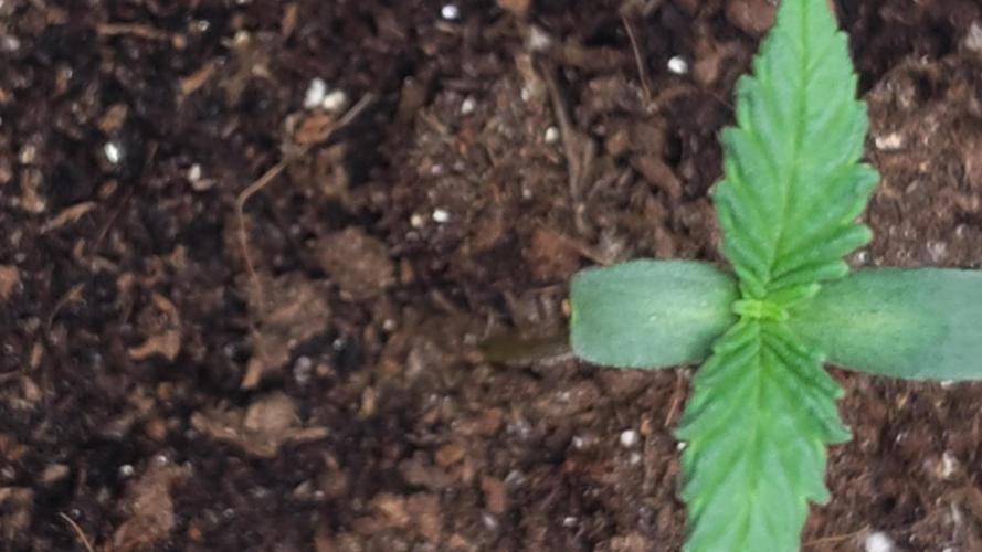 Sour G R1. Week 0