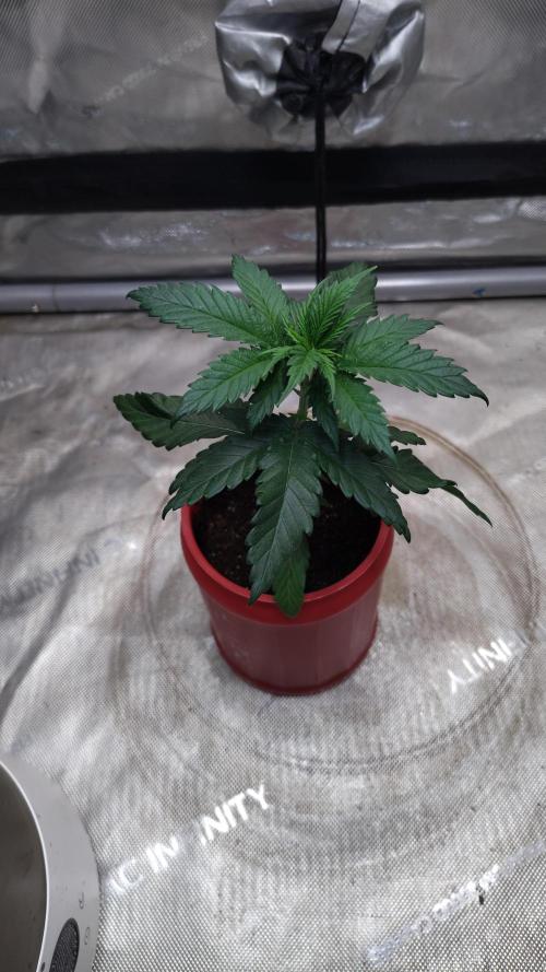 Sour G R1. Week 4