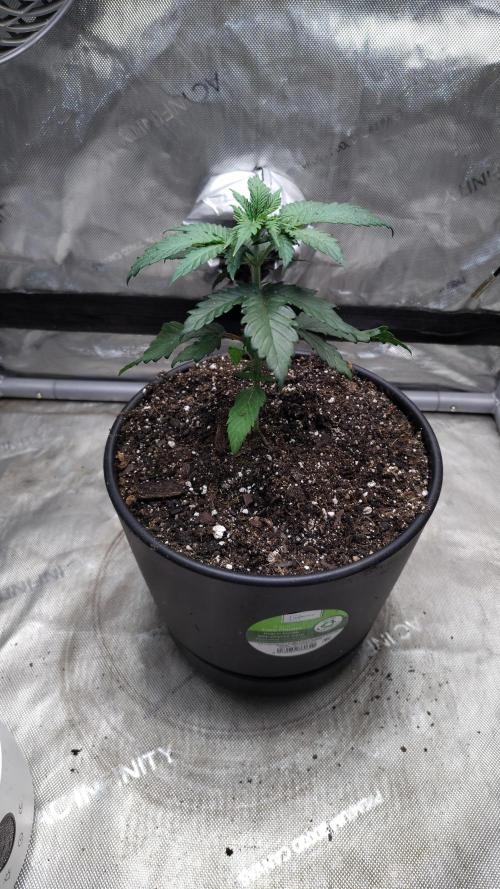 Sour G R1. Week 4