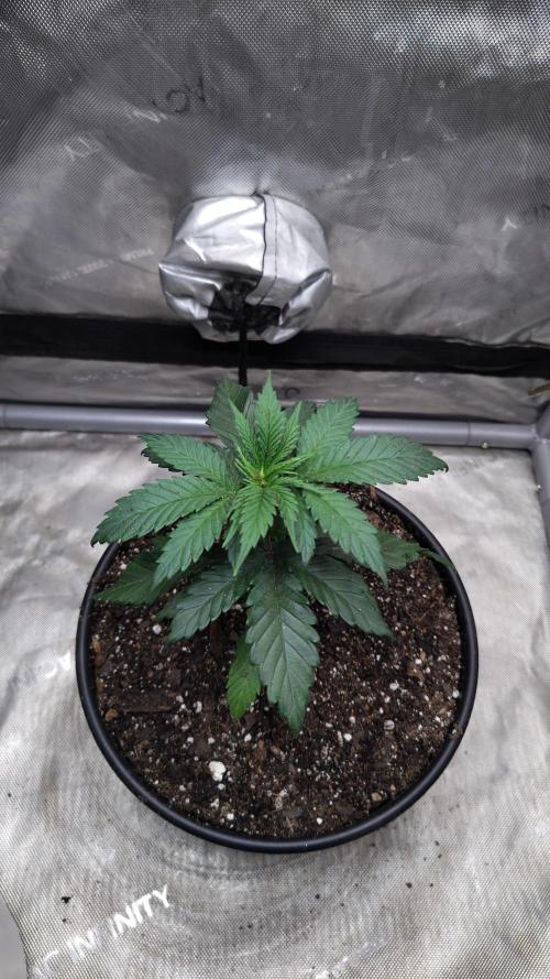 Sour G R1. Week 4