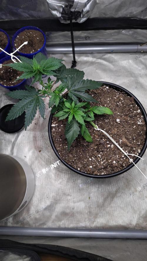 Sour G R1. Week 4