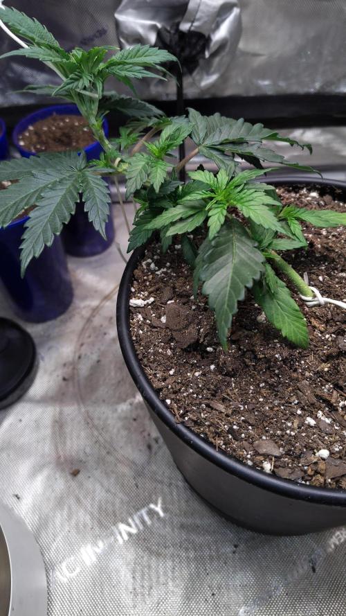 Sour G R1. Week 4