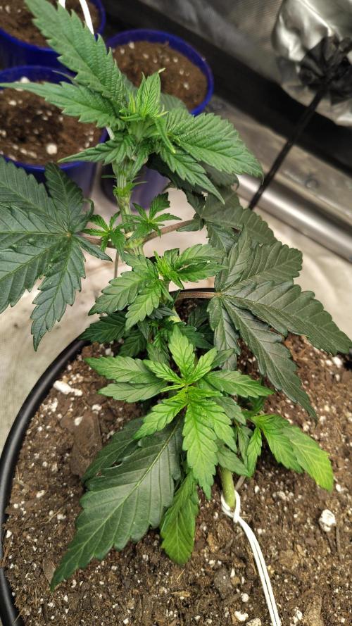 Sour G R1. Week 4