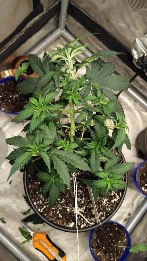 Sour G R1. Week 5 - Training her hard