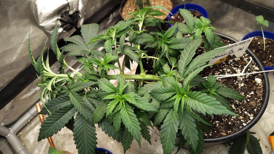 Sour G R1. Week 5 - LST to get more for my space