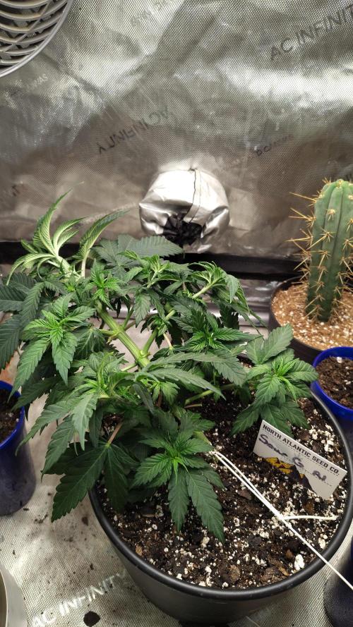Sour G R1. Week 5 - Peruvian Torch hanging out with the Sour G