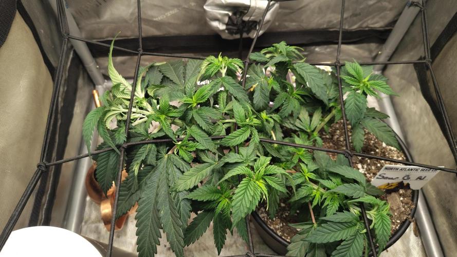Sour G R1. Week 6