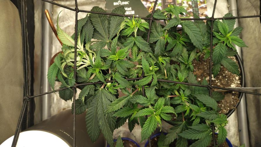 Sour G R1. Week 6