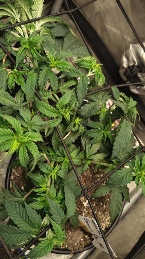 Sour G R1. Week 6