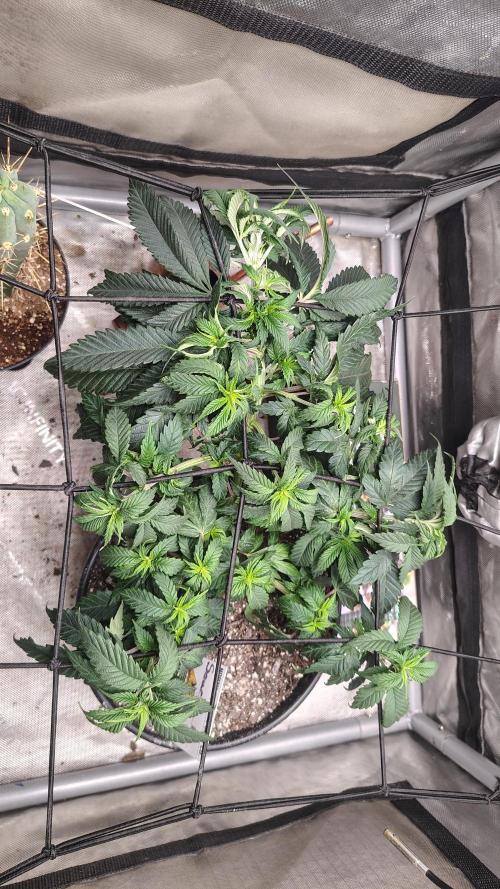 Sour G R1. Week 7