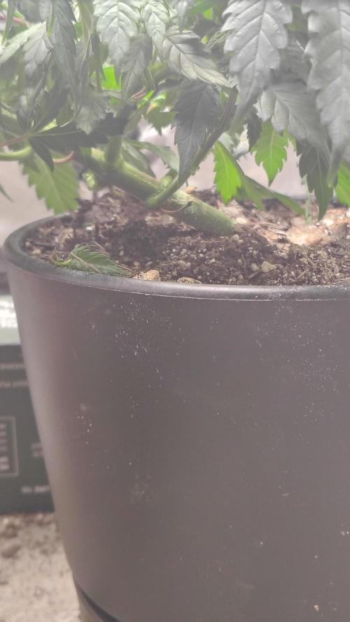 Sour G R1. Week 7