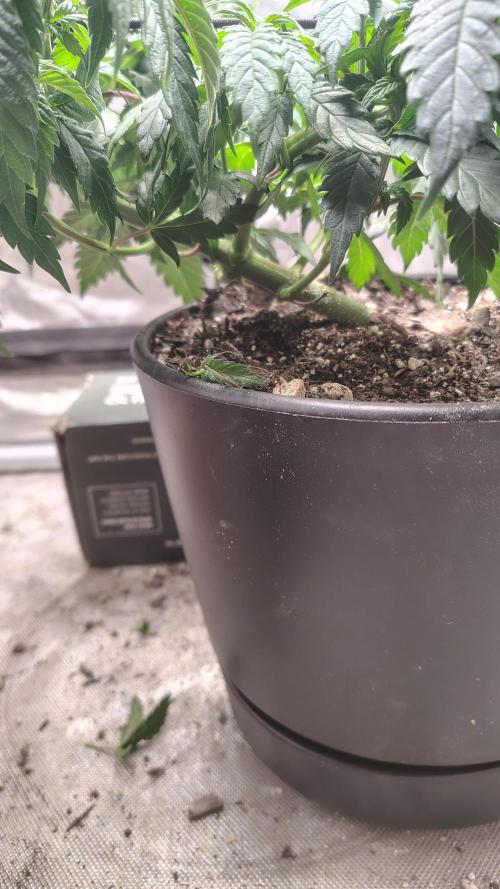 Sour G R1. Week 7
