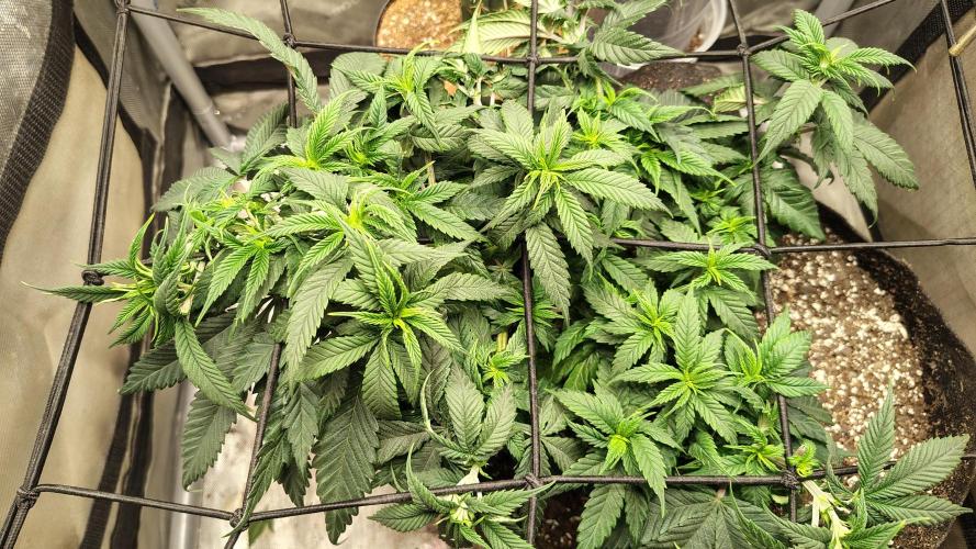Sour G R1. Week 8 - Trellis helping keep everything low and level.