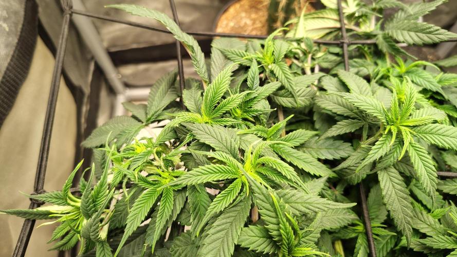 Sour G R1. Week 8