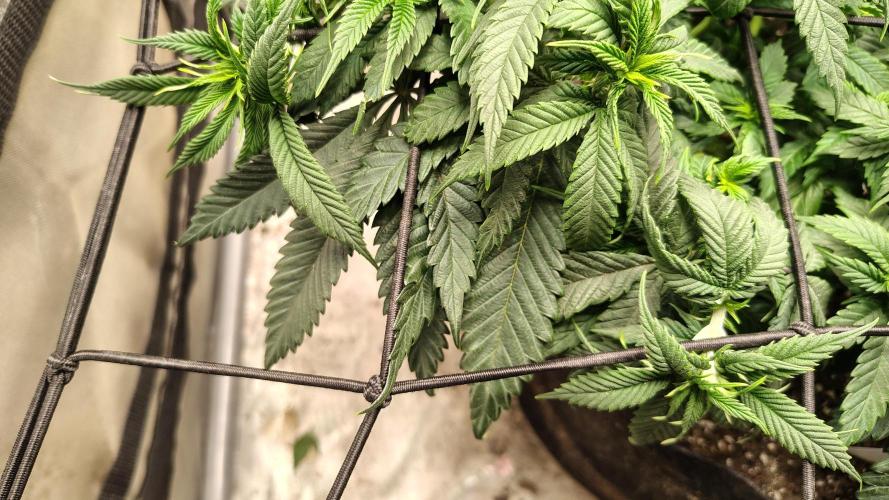 Sour G R1. Week 8