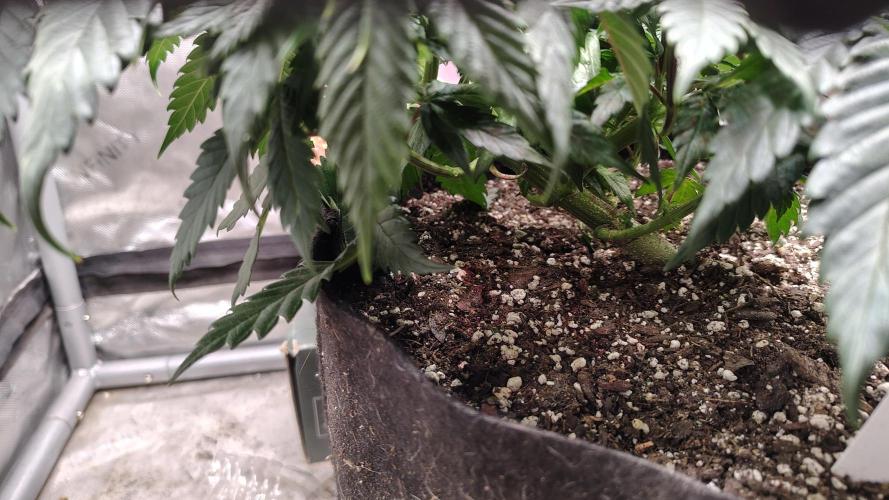 Sour G R1. Week 8 - LST since first leafs. 45°