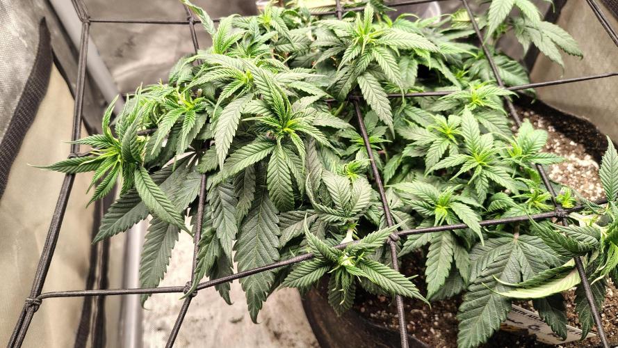 Sour G R1. Week 8