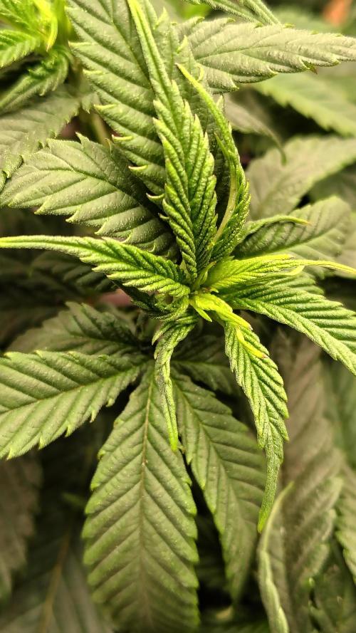 Sour G R1. Week 8