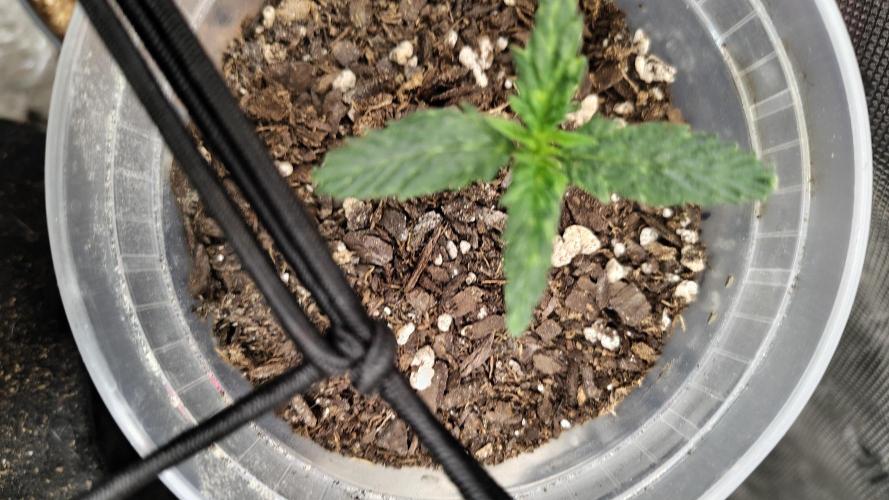 Iced Latte Autoflower. Week 1