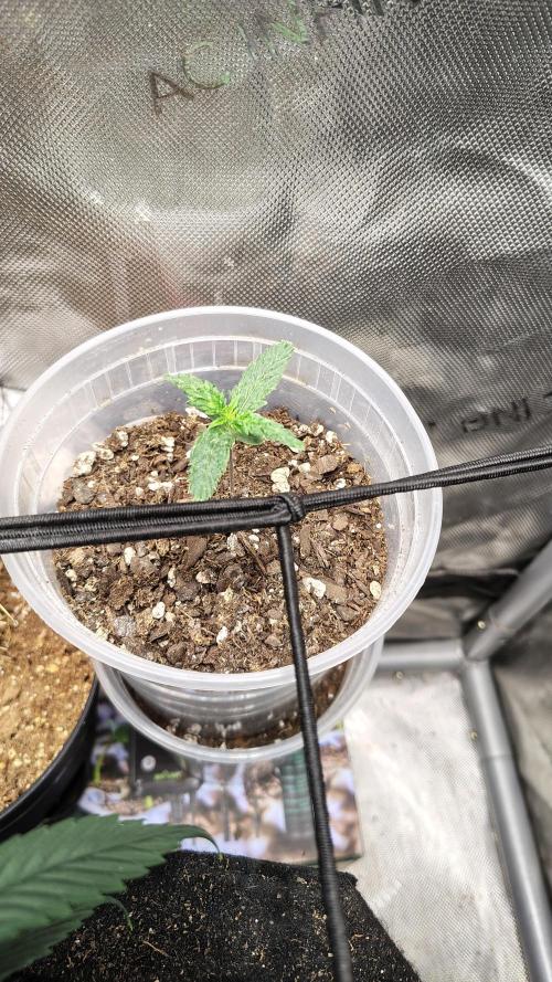 Iced Latte Autoflower. Week 1