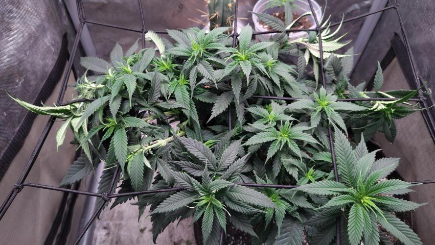 Sour G R1. Week 9