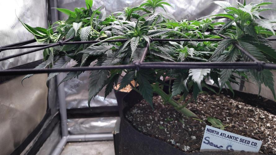 Sour G R1. Week 9