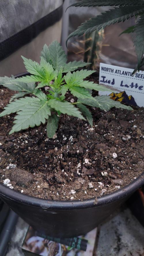 Iced Latte Autoflower. Week 2
