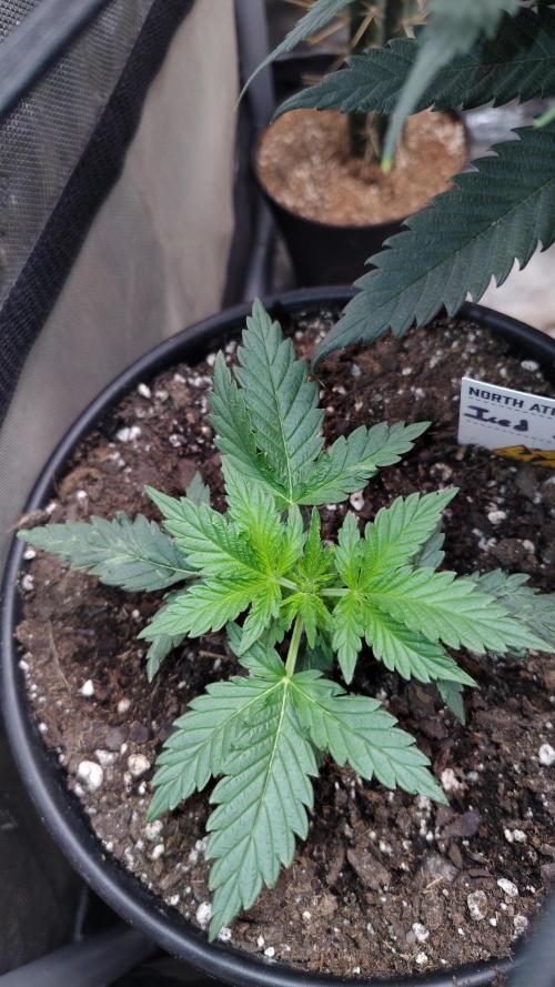 Iced Latte Autoflower. Week 2