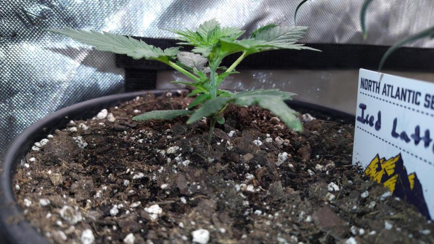 Iced Latte Autoflower. Week 2