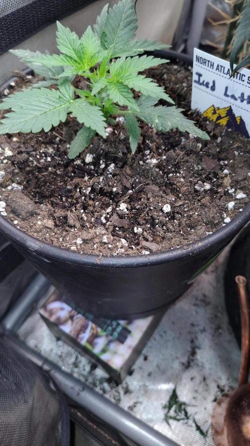 Iced Latte Autoflower. Week 2