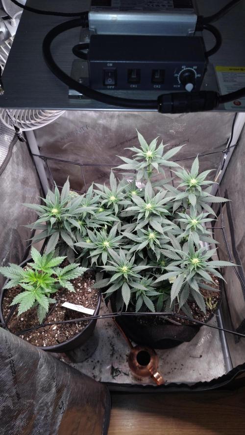 Sour G R1. Week 10
