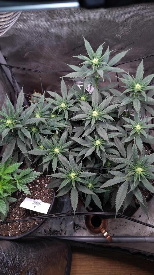 Sour G R1. Week 10