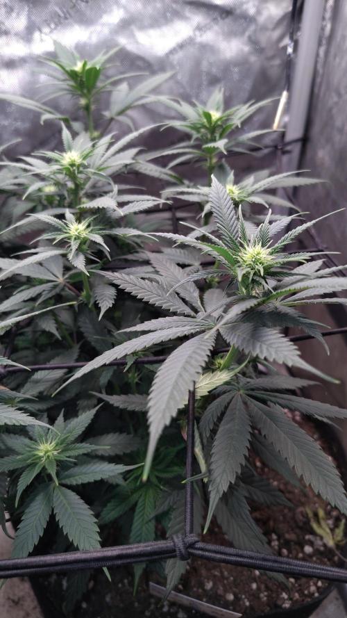 Sour G R1. Week 10