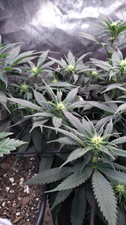 Sour G R1. Week 10