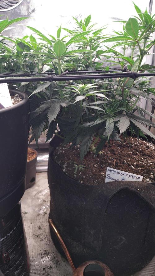 Sour G R1. Week 10