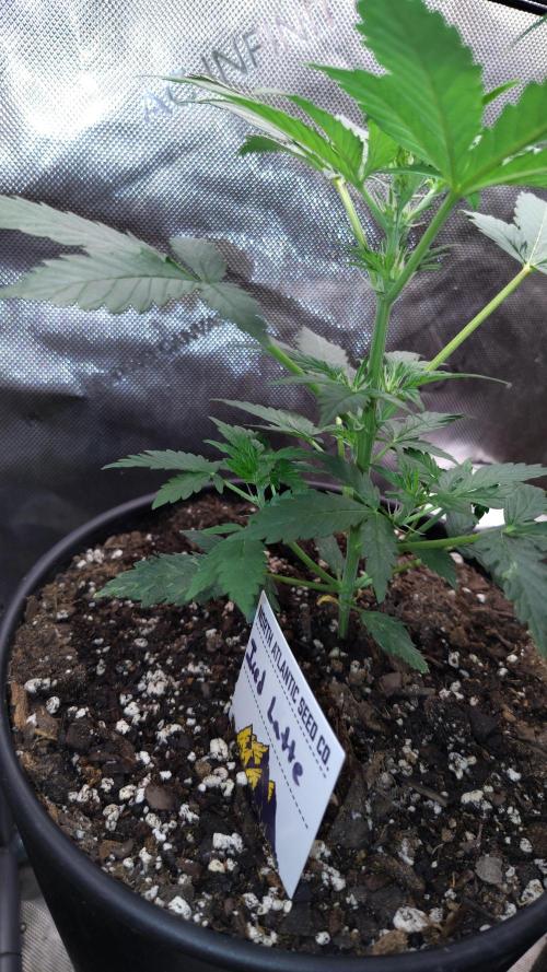 Iced Latte Autoflower. Week 3