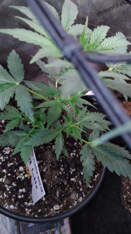 Iced Latte Autoflower. Week 3