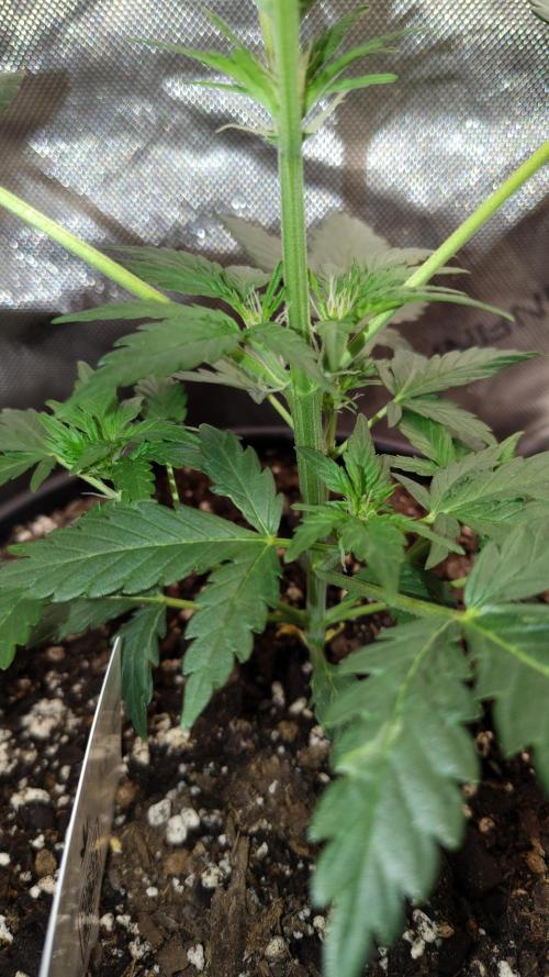 Iced Latte Autoflower. Week 3